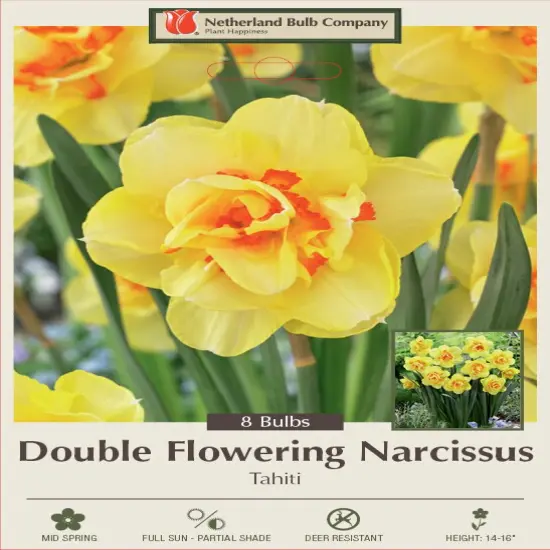 Tahiti Double Daffodil/Narcissus 7 Bulbs - 14/16 cm Bulbs {1}