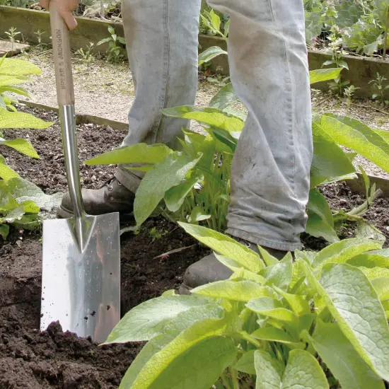 Spear & Jackson Traditional Stainless Border Spade, Mirror-Polished Stainless Steel Head, Weatherproofed Hardwood Shaft, Ergonomic Wishbone Handle {5}