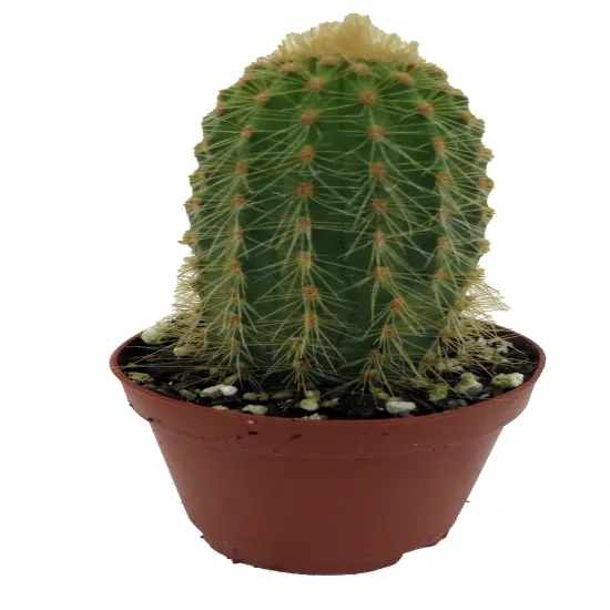 Golden Torch Cactus-Vatricania Guentheri- 2" Pot {5}