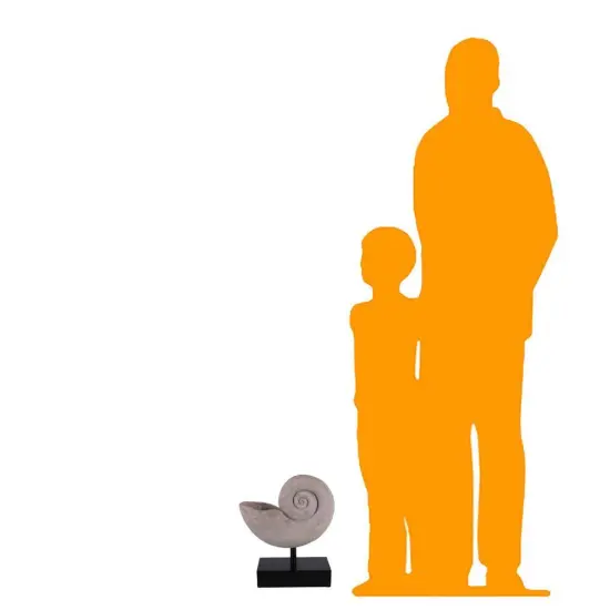 Nautilus Fossil Shell Life Size Statue {2}