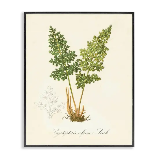 Stupell Industries Biological Plant Study Framed Giclee Wall Art Design by Tina Higgins Designs, Inc. {1}