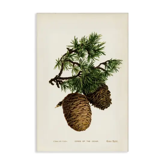 Stupell Industries Cedar Tree Pinecones Canvas Wall Art Design by Tina Higgins Designs, Inc. {1}