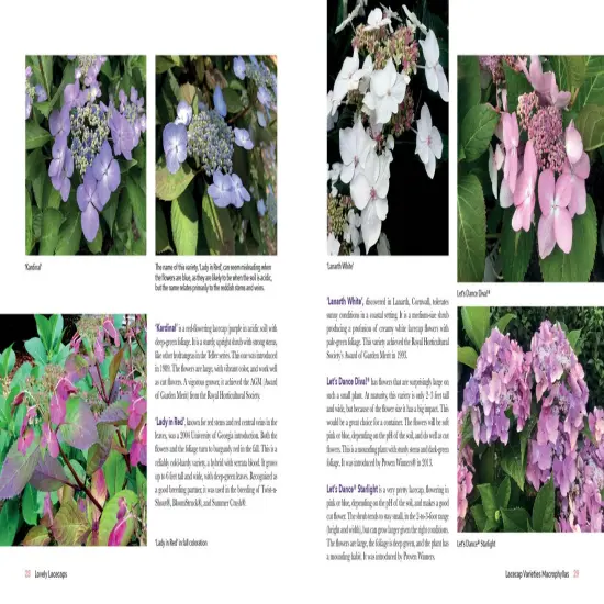 Lovely Lacecap Hydrangeas: Elegant Accents for the Home Garden {5}