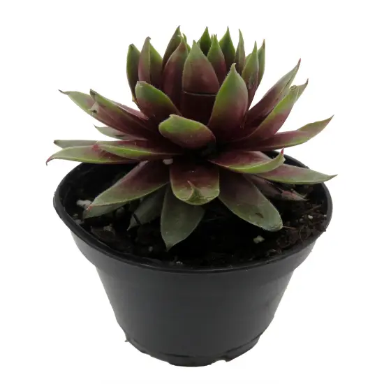 Chick Charmlettes&reg; Rowdy Rudy - Sempervivum - 2" Pot {4}