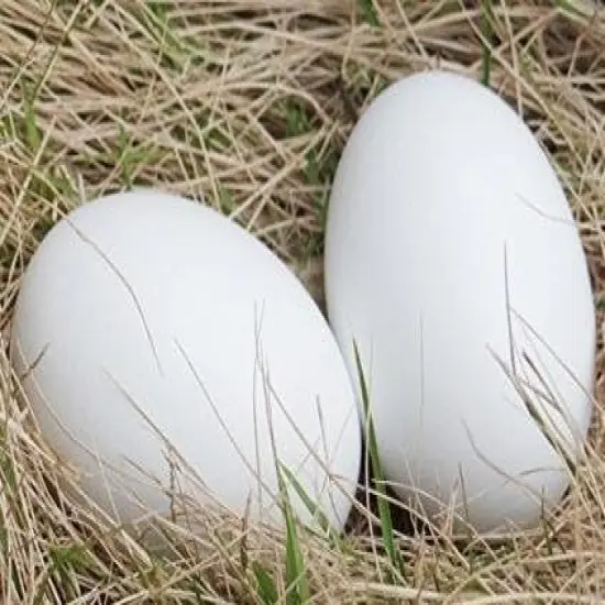 Wooden Fake Eggs,9 Pieces White Wooden Easter Egg Wood Eggs for Crafts Home Decorv {4}