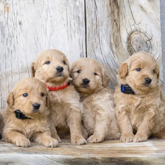 16 Pack Puppy Collars for Litter - Adjustable Breakaway Dog Snap ID Collars for Small Pets, Soft Nylon Whelping Collars, 16 Rainbow Colors (6.5-10in) {4}