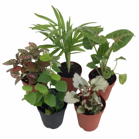 Hirt's Terrarium Kit with 5 Terrarium Plants and 5 Ferns {2}