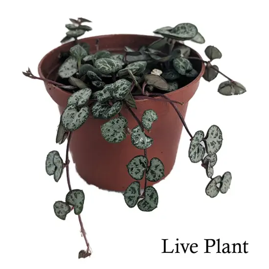 String of Hearts - Hearts Entangled -Ceropegia woodii-2.5" Pot-Collector' Series {2}
