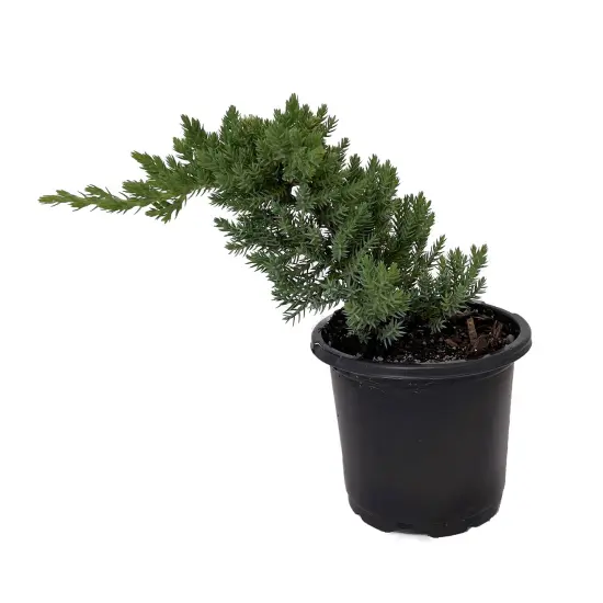 Japanese Juniper Bonsai Tree - 4" pot - Juniperus procumbens - Nana {1}
