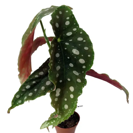 Rare Polka Dot Bat Wing Begonia Plant - Begonia Maculata - 2" Pot {3}