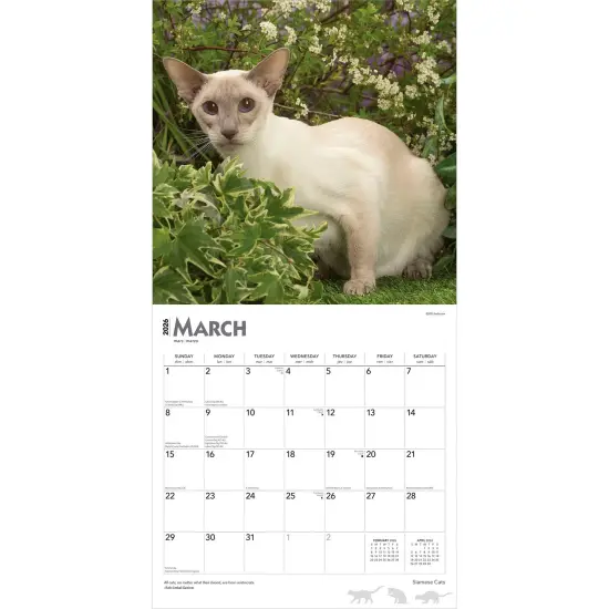 Siamese Cats | 2026 12 x 24 Inch (Hanging) Monthly Square Wall Calendar | Plastic-Free {3}