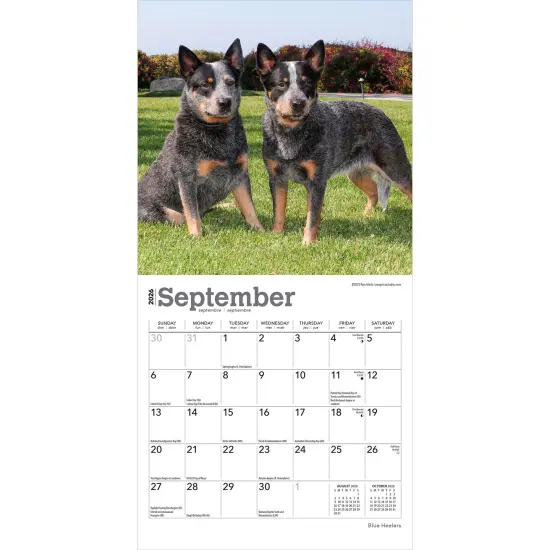 Blue Heelers | 2026 7 x 14 Inch (Hanging) Monthly Mini Wall Calendar {4}