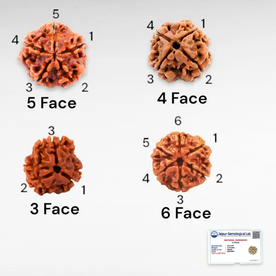 Certified Rudraksha Pendant Mala Prayer Bead Handmade Astrological Shiva Necklace Jewelry for Men Women 3 to 6 Mukhi Rudraksh with Silver Plated on Red Cotton Cord {6}