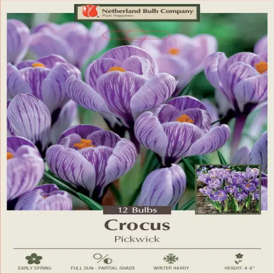 Pickwick Giant Crocus 12 Bulbs - Purple Stripes - 8/9 cm Bulbs {3}