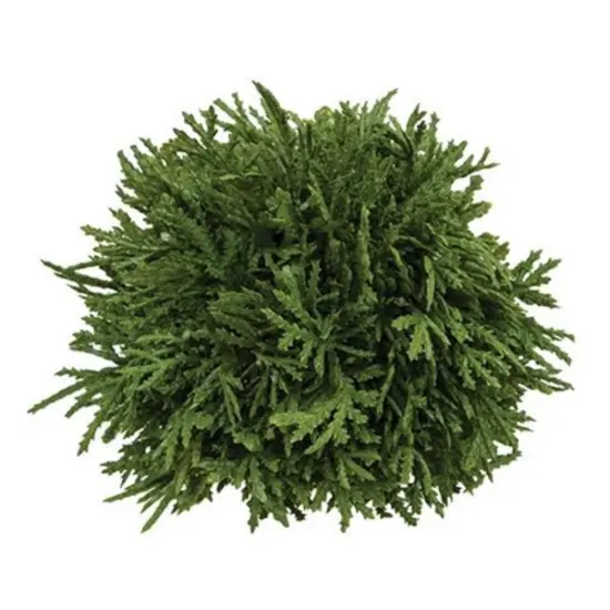 Cypress Orb Elegance {1}