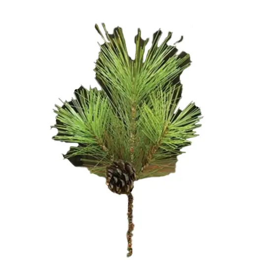 Tahoe Needle Pine Pick {1}