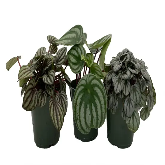 Peperomia Assortment - 3 Pack in 4" Pots {3}
