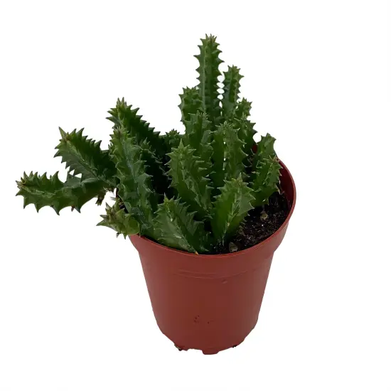 Lifesaver Cactus Plant - Huernia zebrina - Exotic Flower - 4" Pot {3}