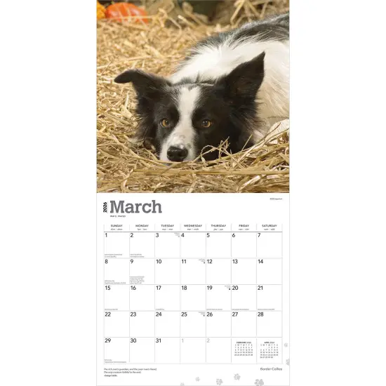 Border Collies | 2026 12 x 24 Inch (Hanging) Monthly Square Wall Calendar | Plastic-Free {3}