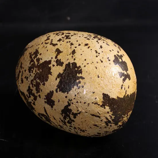 Small Theropod Dinosaur Egg Life Size Statue {6}