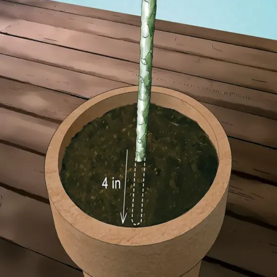 Angelica Plumeria - Frangipani - 12-16" Cutting {4}