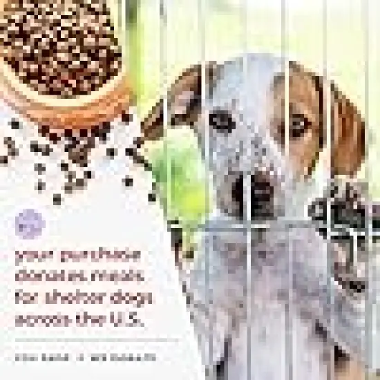 The Original Dog &lsquo;Christmas Miracle&rsquo; Angel Dog Tree Topper {4}