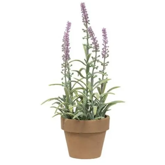 Potted Flowering Sage White {2}