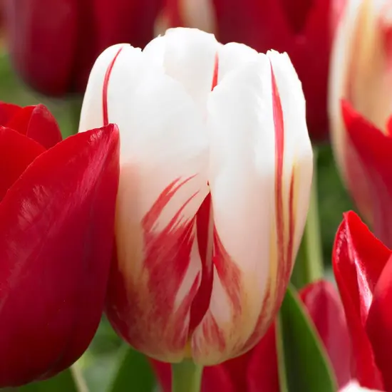 Carnaval de Rio Triumph Tulip 7 Bulbs - 12/+ cm Bulbs {1}
