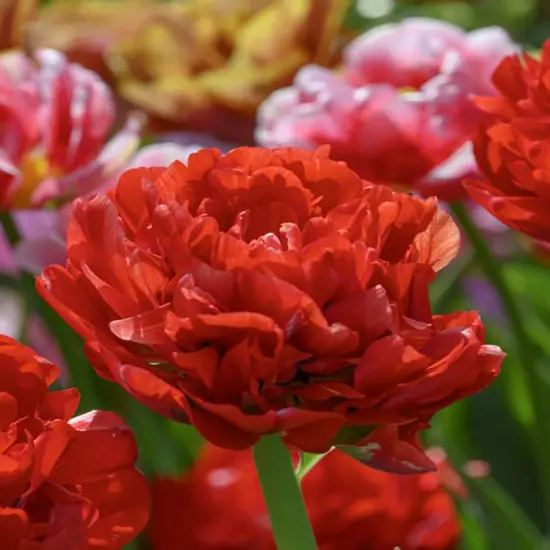 Bombastic Red Double Late Tulip - 7 Bulbs - 12/+ cm Bulbs {2}