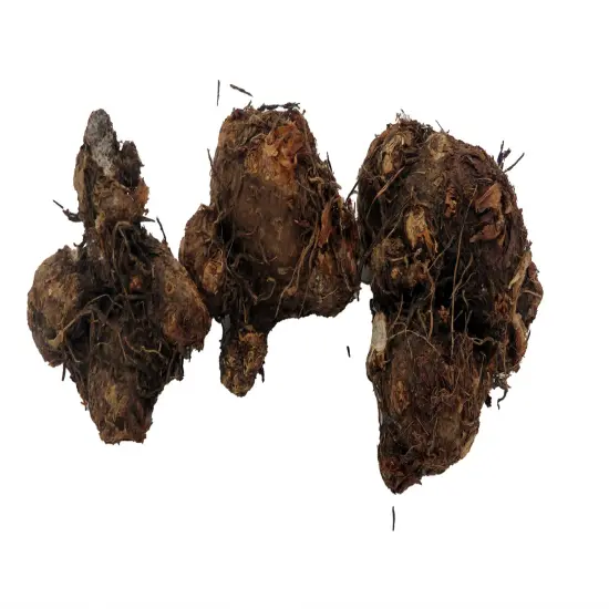 Postman Joyner Caladium 3 Bulbs - Deep Red/Green Margin {3}