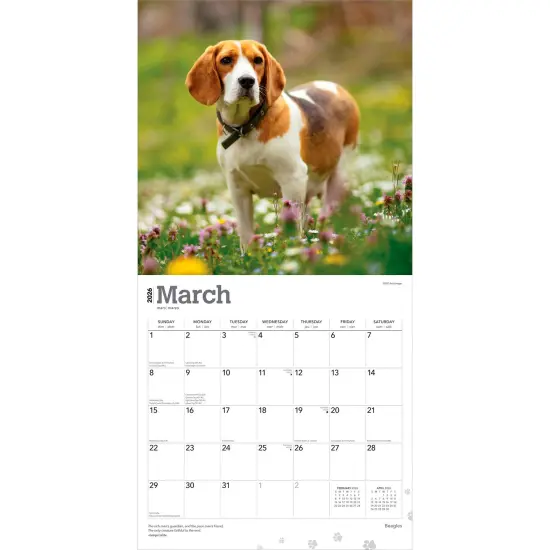 Beagles | 2026 12 x 24 Inch (Hanging) Monthly Square Wall Calendar | Plastic-Free {3}