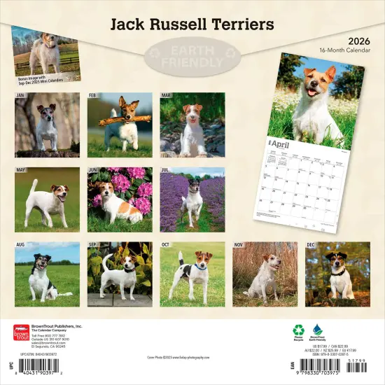 Jack Russell Terriers | 2026 12 x 24 Inch (Hanging) Monthly Square Wall Calendar | Plastic-Free {2}