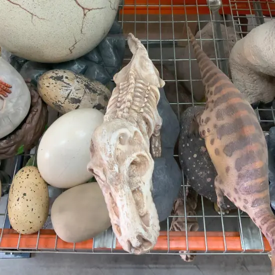 Baby T-Rex Dinosaur Skeleton On Base Life Size Statue {5}