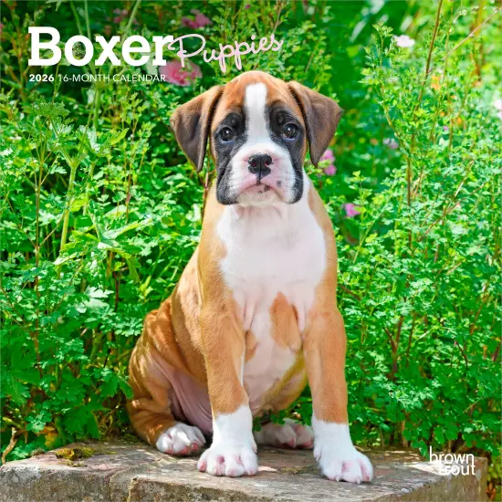 Boxer Puppies | 2026 7 x 14 Inch (Hanging) Monthly Mini Wall Calendar {1}