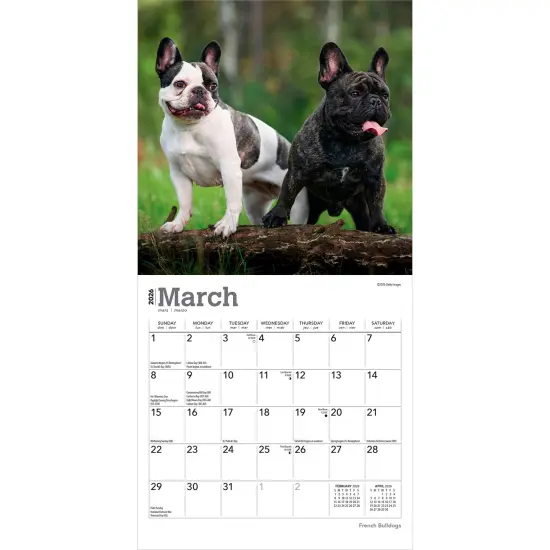 French Bulldogs | 2026 7 x 14 Inch (Hanging) Monthly Mini Wall Calendar {3}