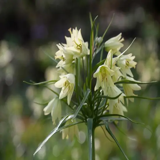 Cream Colored Imperial Lily 1 Bulb - Fritillaria Raddeana - 16/+cm Bulb {1}