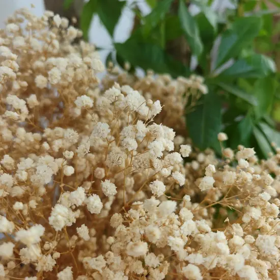 Dried Babys Breath Bulk Natural Dried Gypsophila Flowers White Babys Breath Stems for Home Decor, Weddings, Crafts {2}