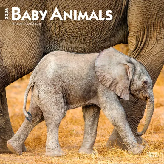 Baby Animals | 2026 12 x 24 Inch (Hanging) Monthly Square Wall Calendar | Plastic-Free {1}