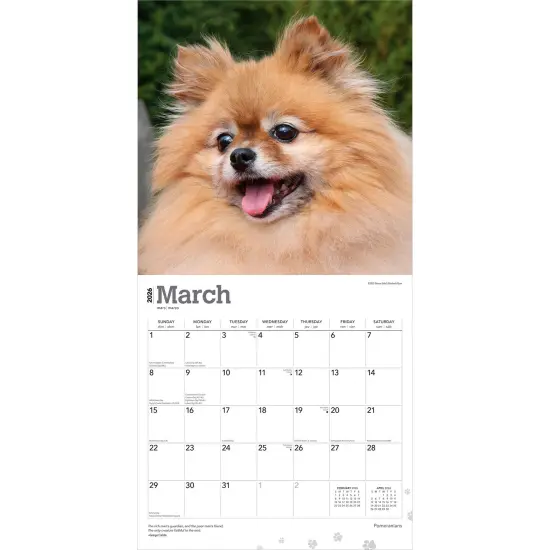 Pomeranians | 2026 12 x 24 Inch (Hanging) Monthly Square Wall Calendar | Plastic-Free {3}