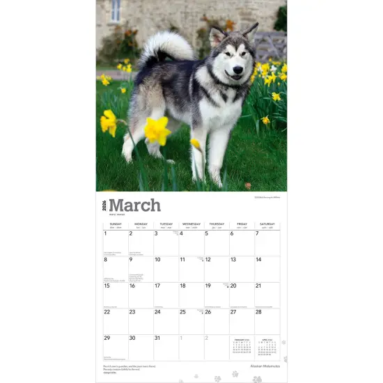 Alaskan Malamutes | 2026 12 x 24 Inch (Hanging) Monthly Square Wall Calendar | Plastic-Free {3}