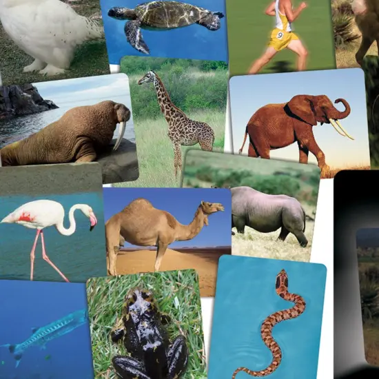 What&rsquo;s Inside Animals Card Set {3}