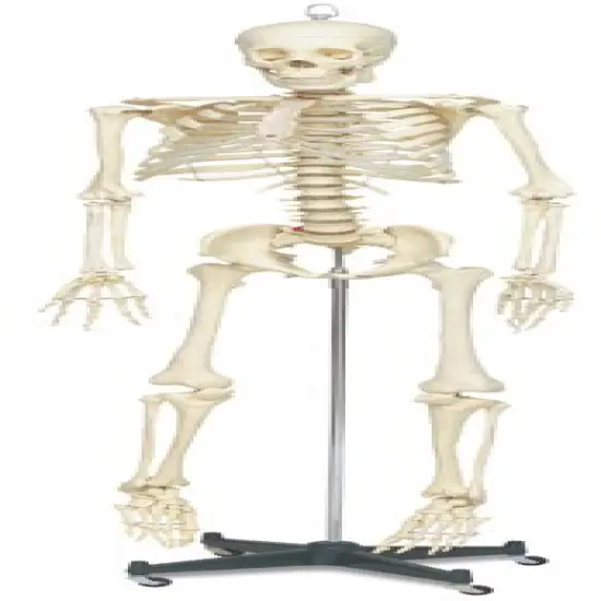 Life Sized Skeleton - x 66" {2}