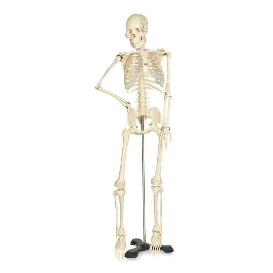 Mr. Thrifty Skeleton - x 33 1/2" {1}