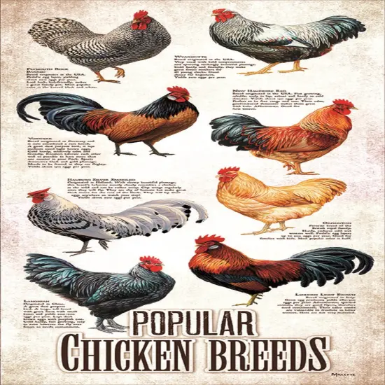 Sunsout Popular Chicken Breeds 500 pc Jigsaw Puzzle 66409 {1}