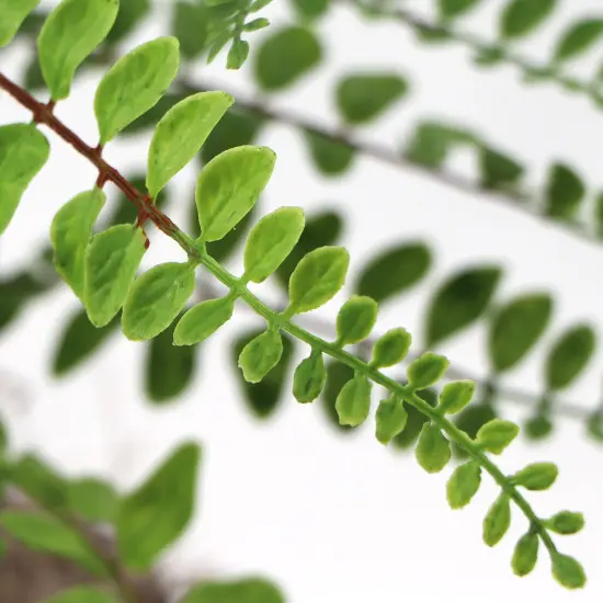 12-Pack: 18" Realistic Buckler Fern Bush with 7 Sprays {2}