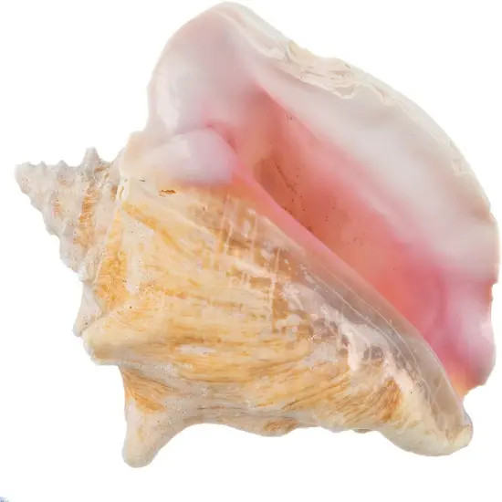 Conch Shell Large Sea Shells Garden Quality 5 to 6 inches Conch Sea Shell Large Conch Shell D&eacute;cor {1}