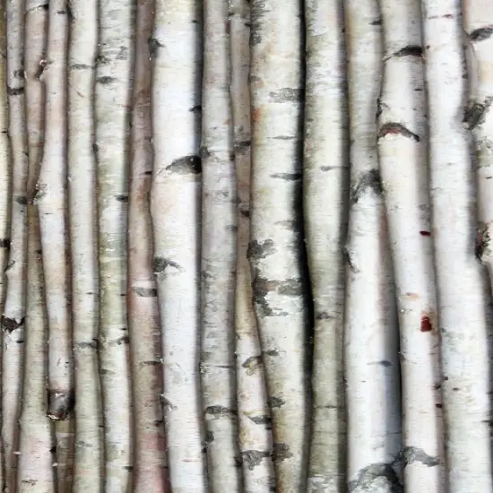 Wilson White Birch Poles 3, 4, 5, 6, 7, & 8 ft lengths {2}