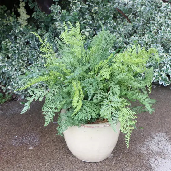 12-Pack: 17" UV Leather Leaf Bush with Lifelike Fronds, Floral Home by Artificial Flowers {5}