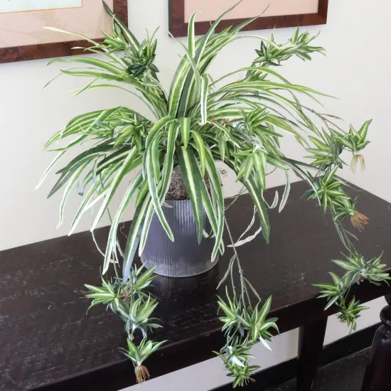 12-Pack: Spider Fern Plant with 60 Silk Fronds, 32" Wide by Floral Home&reg; {4}