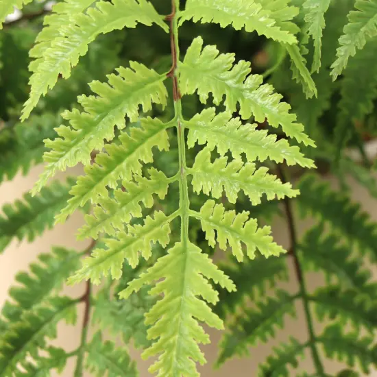 6-Pack: UV Boston Fern Plant with 7 Sprays, 28" Wide, Floral Home by Artificial Flowers {3}